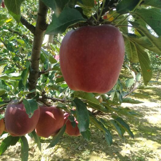 秦安县 新红星苹果半商品价格便宜
