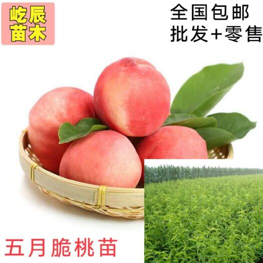 简阳市五月鲜桃苗  五月脆桃苗，皮球桃苗，胭脂脆桃苗出售
