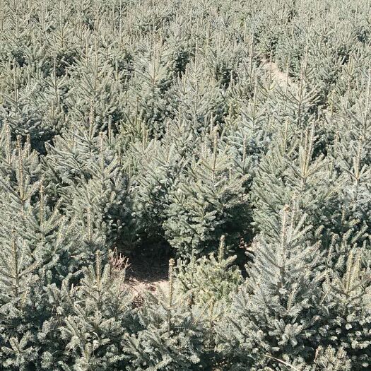 岷县甘肃云杉  一米杯苗云杉