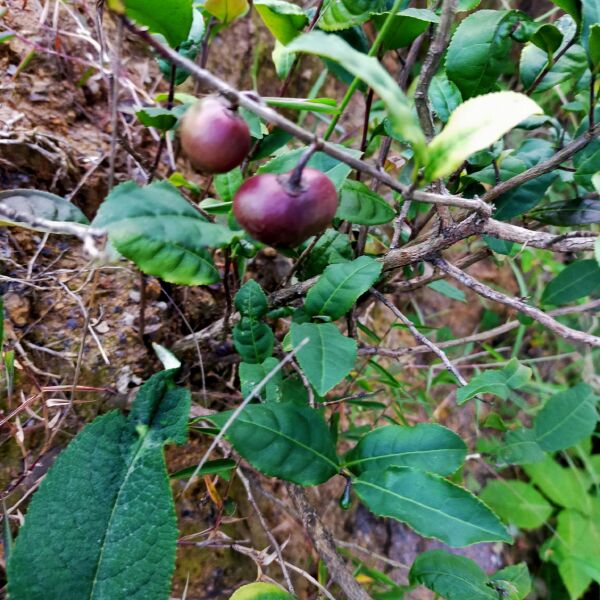 绿茶树苗 茶苗绿茶苗油茶茶树茶叶茶果油茶树