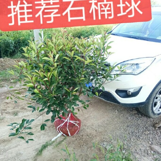 红叶石楠球  精品石楠球，热卖产品，精品树形