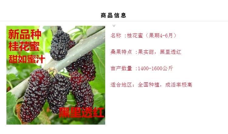  长果桑嫁接四季大果桑树苗桑葚子苗视频看货基地直供量大从优