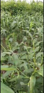 黄桃树苗，锦绣黄桃苗 嫁接苗 现挖现发保湿发货