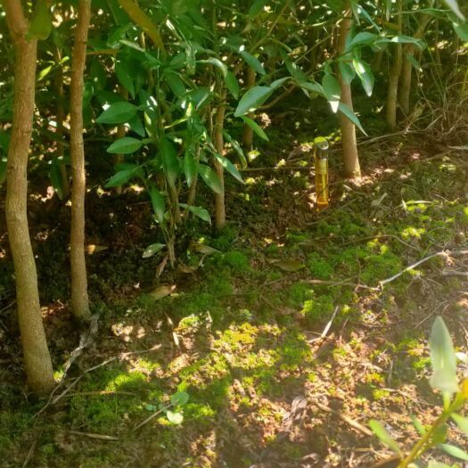 金堂县香橙苗出售，规格0.8－2公分，处理了，白菜价，