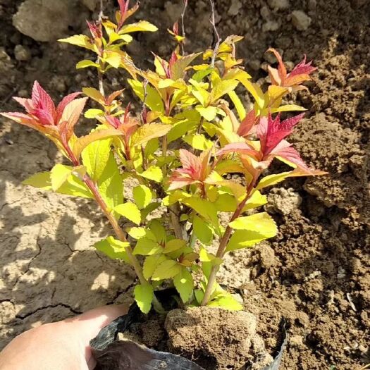 青州市金焰绣线菊 绣线菊