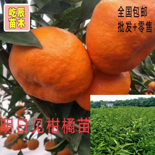 明日见柑橘苗  香橙沾木明日见裸根苗、杯苗