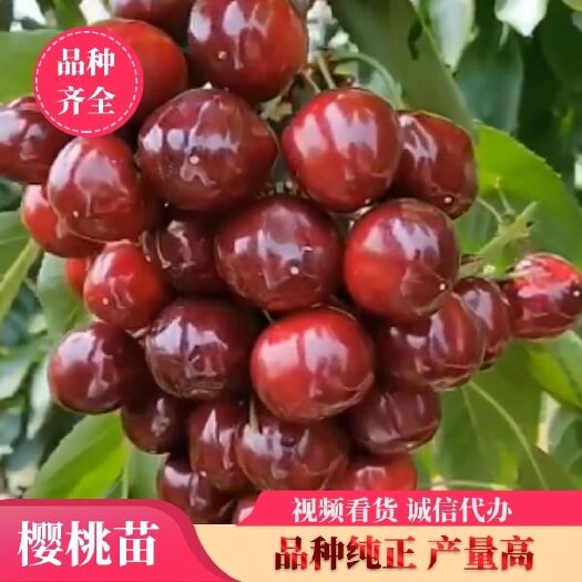 平邑县俄罗斯8号樱桃苗  当年结果嫁接大樱桃树苗俄罗斯八号大樱桃美早樱桃车厘子大樱桃苗