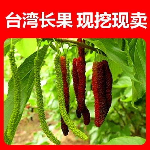 平邑县 长果桑嫁接四季大果桑树苗桑葚子苗视频看货基地直供量大从优
