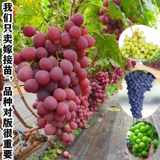 平邑县当年结果嫁接浪漫红颜葡萄蜜光葡萄阳光玫瑰葡萄苗巨峰葡萄树苗