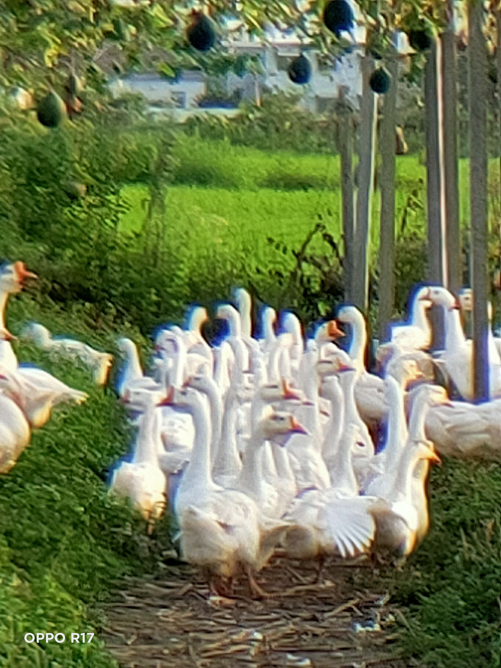 农家土鹅  一年以上的老鹅