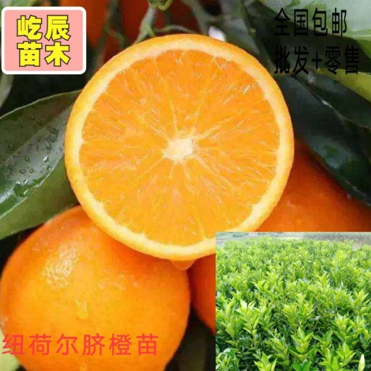 简阳市纽荷尔脐橙苗  嫁接纽荷尔橙苗   高度30公分起统苗