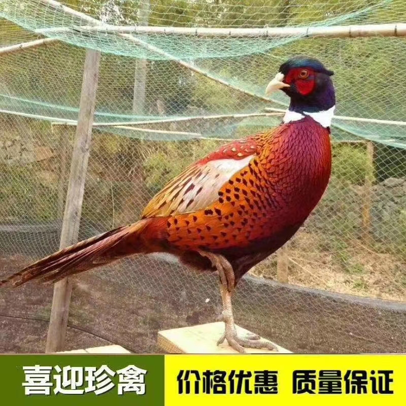 孵化场山鸡苗出售，七彩山鸡苗，出壳打好第一针，