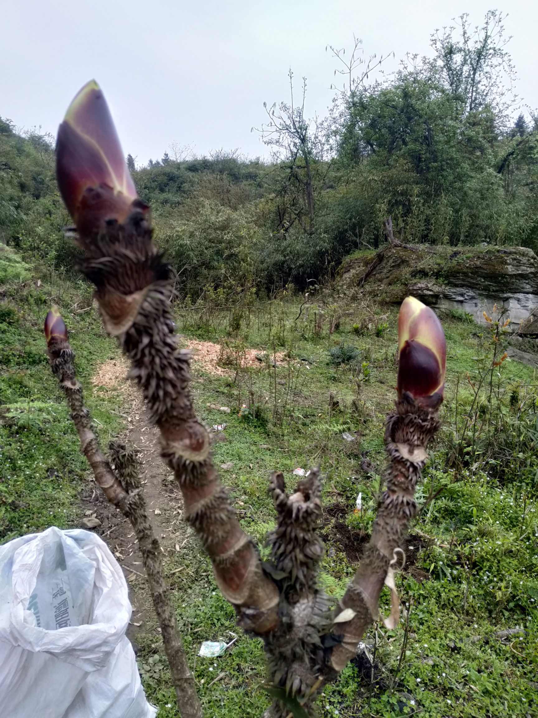 刺芽苗  保证你们买到的是正宗的本地品种，可到地里参观验货。