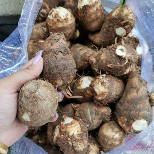 五莲县毛芋头  芋头产地 全国发货 质量保证