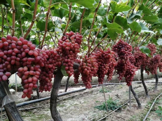 冕宁县克伦生葡萄  克瑞森自然无籽葡萄大量上市了