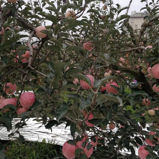 昭通云南昭通红富士苹果纸袋种植纸箱包装果径60mm以上