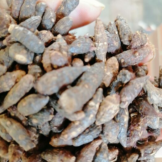 玉林 香，干货，个子，切片，精制，产地批发