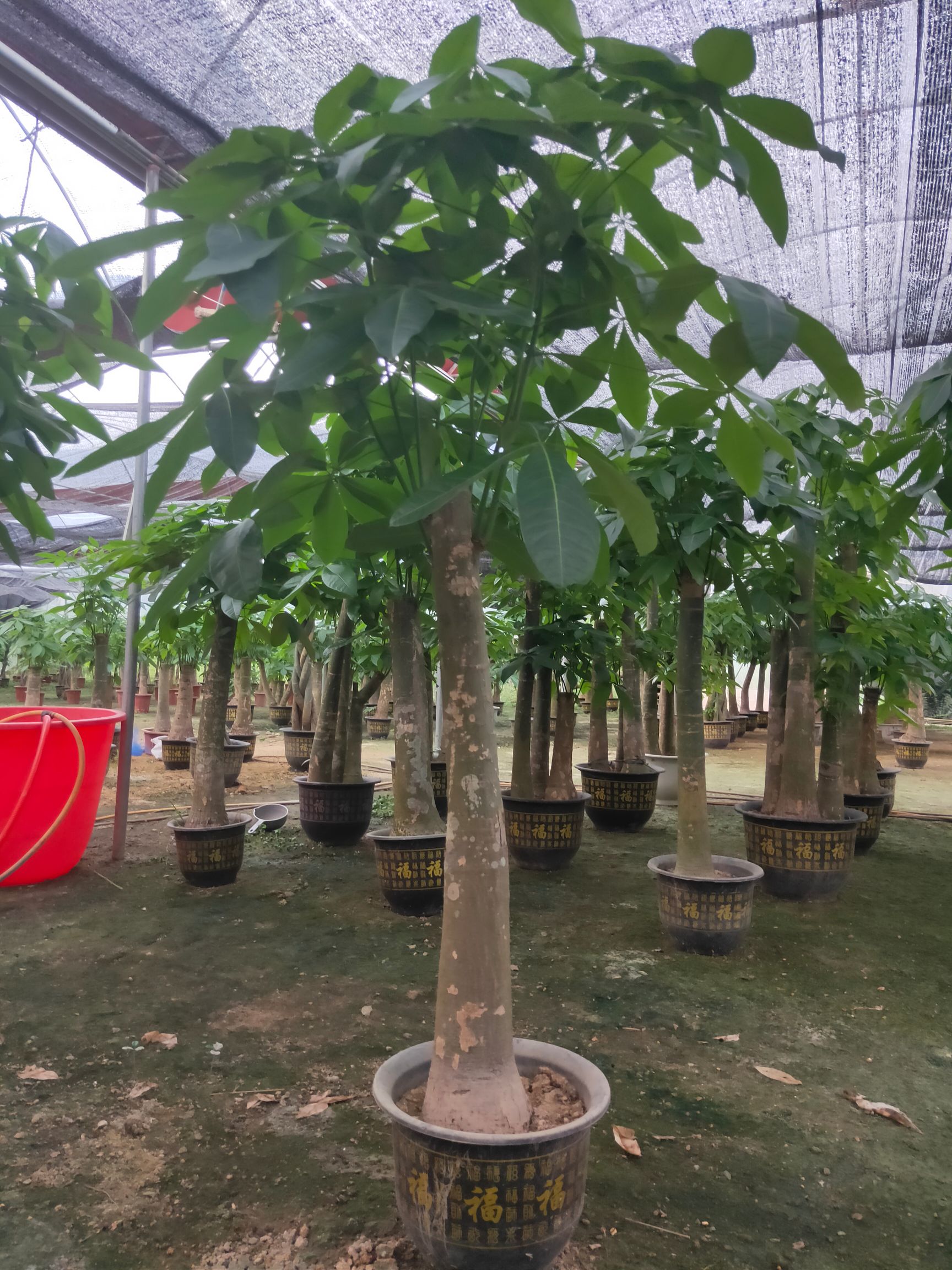 发财靓树 长期合作更优惠