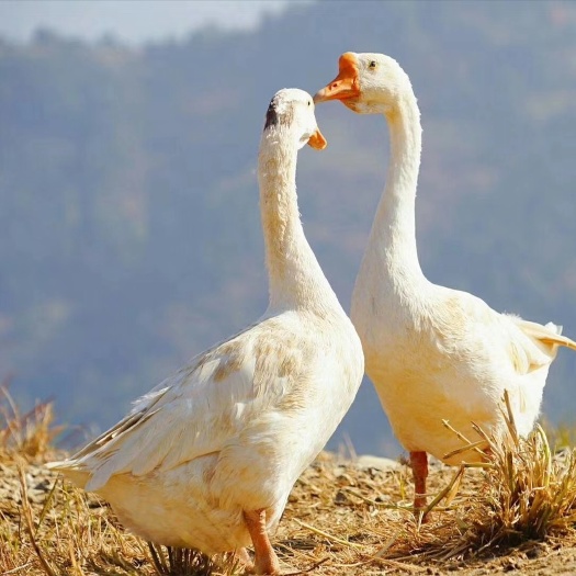 太湖县农家土鹅  一年以上的老鹅