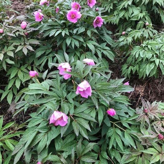 中药材赤芍
