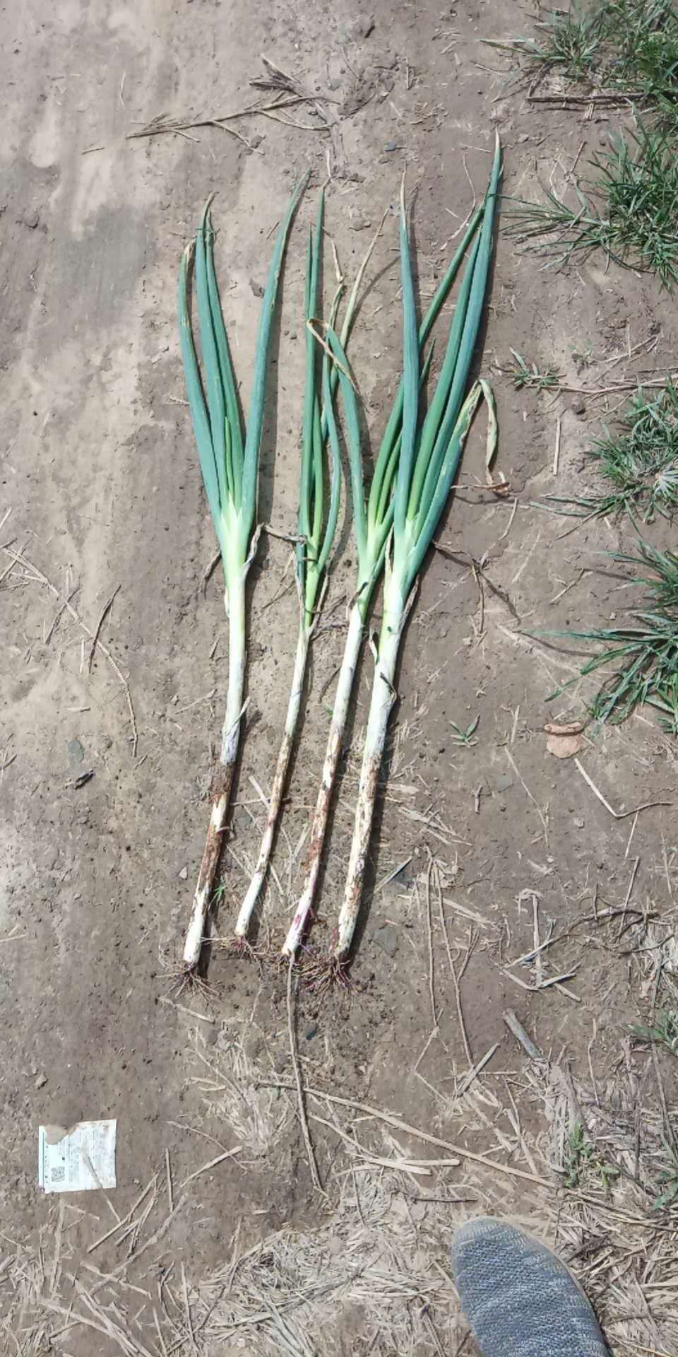 长白大葱  高长白，粗细各种规格皆有