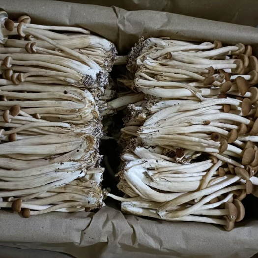 濮阳县 茶树菇鲜货产地自销