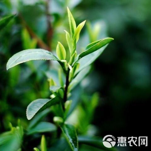 绿茶树苗 茶苗绿茶苗油茶茶树茶叶茶果油茶树