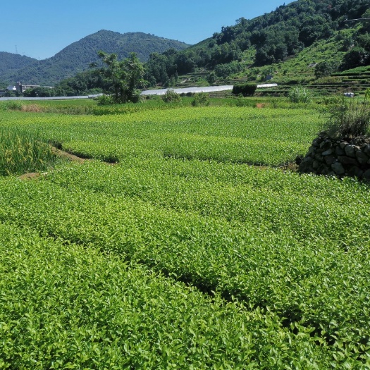 金观音茶苗  金观音茶树苗一年生冬插苗扦插茶树苗