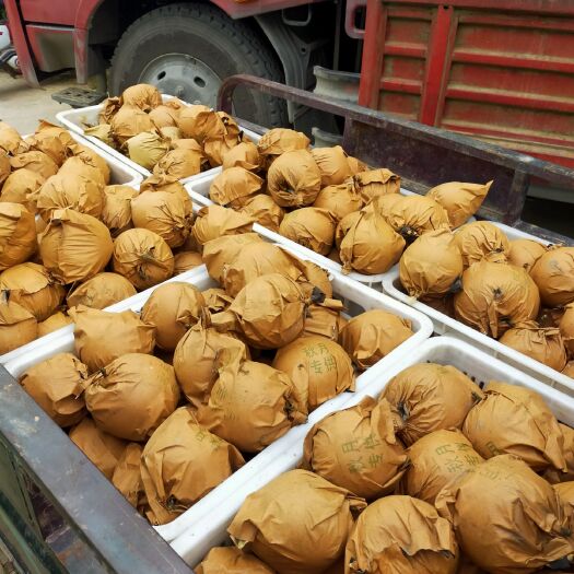 东阿县秋月梨 60mm以上 350-400g