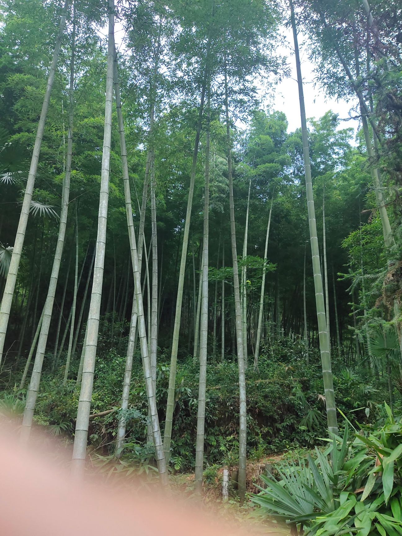 毛竹 