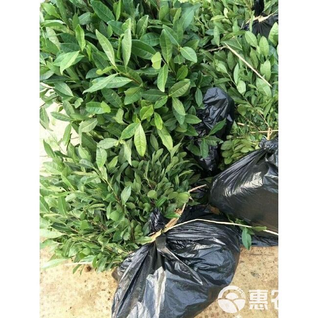 绿茶树苗 茶苗绿茶苗油茶茶树茶叶茶果油茶树