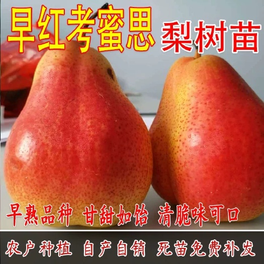 平邑县 早红考蜜斯红梨树苗全红梨苗早酥红梨梨树苗当年结果梨树苗
