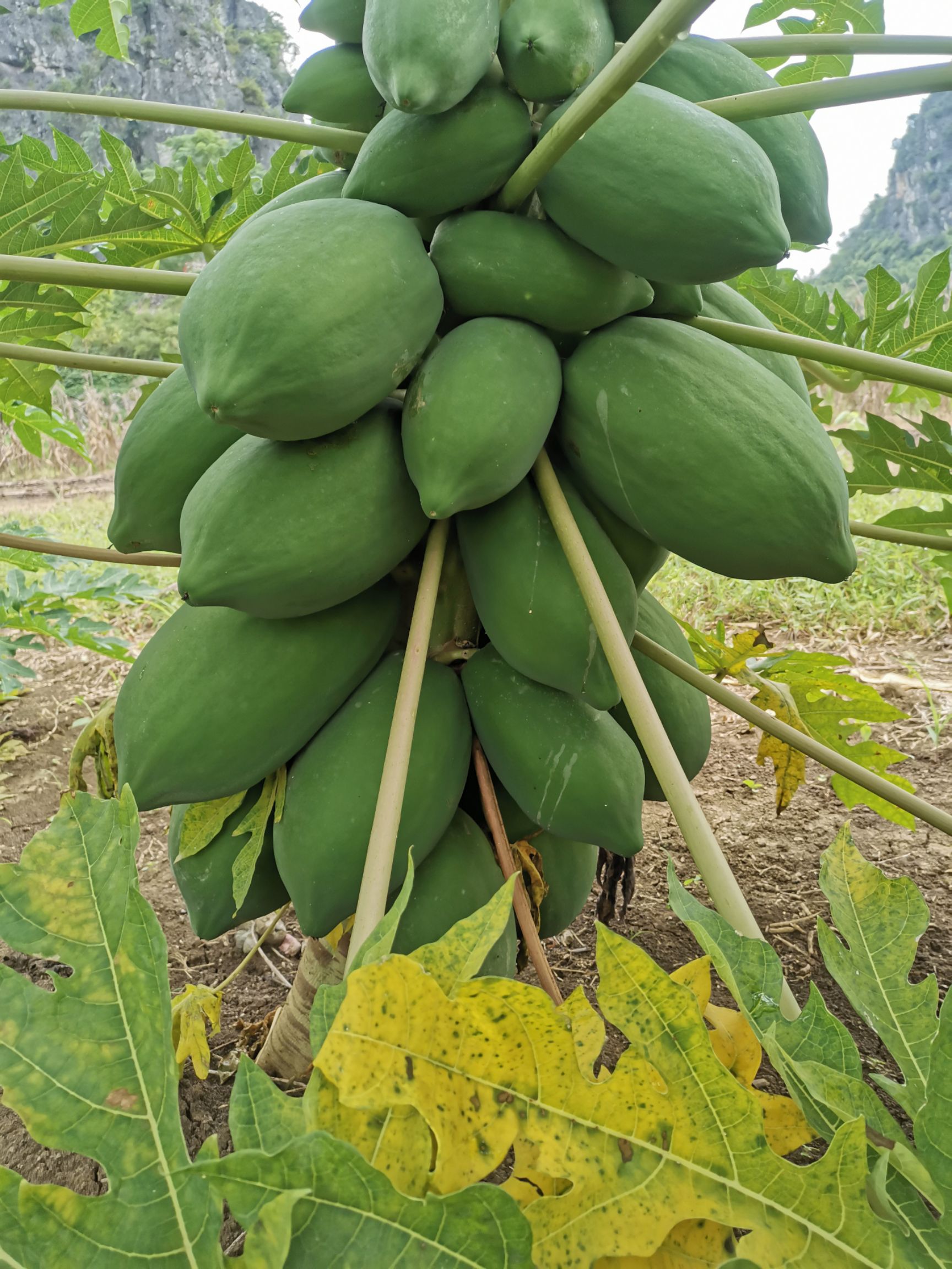  本地青木瓜