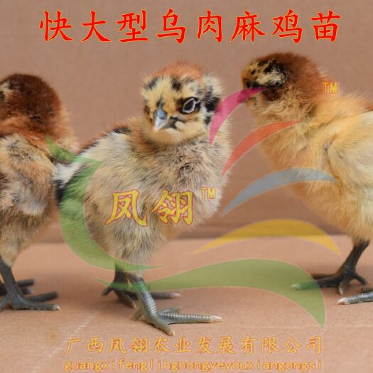 南宁麻羽乌鸡苗 乌肉麻鸡苗