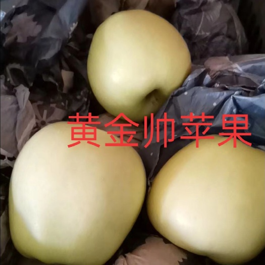 昌黎县青苹果  金帅苹果，奥金苹果，王林苹果美八苹果