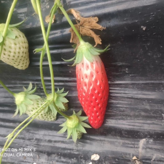 泰安香蕉草莓苗 新品种草莓苗 现挖现卖