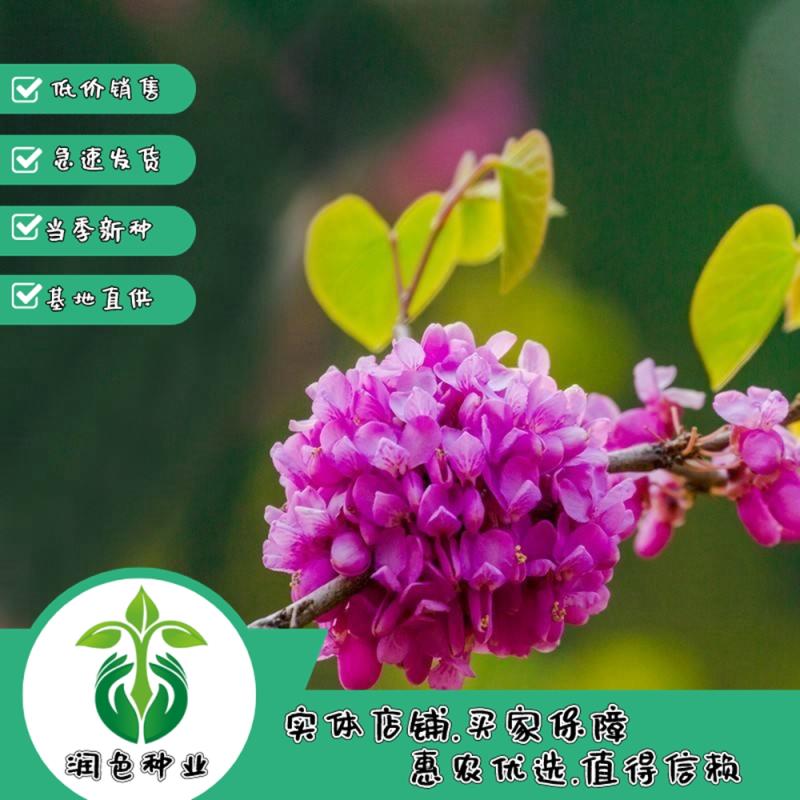 武汉新采紫荆花种子紫荆树种子巨紫荆种子满条红紫荆种子庭院花卉种子