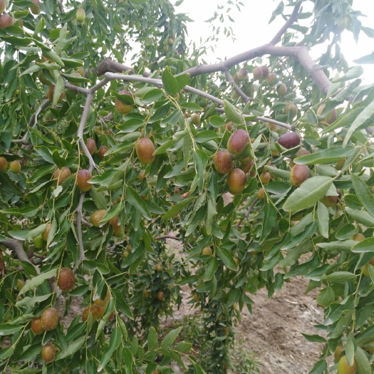 巴楚县 新疆红枣种植户