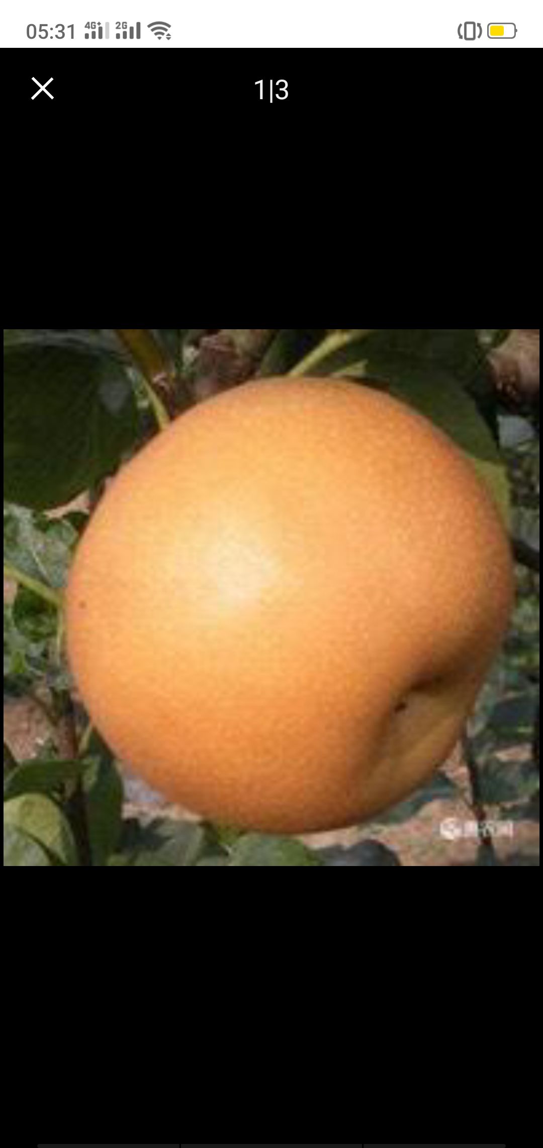 南水梨  秋月梨即将上市