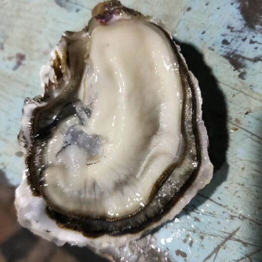诏安县三倍体生蚝 海水 2-3两/只 鲜活水产