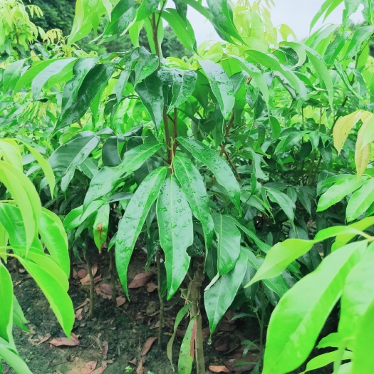 灵山县无核荔枝苗 基地直供应各种各样的果树苗，苗木靓绿，请各位老板下单