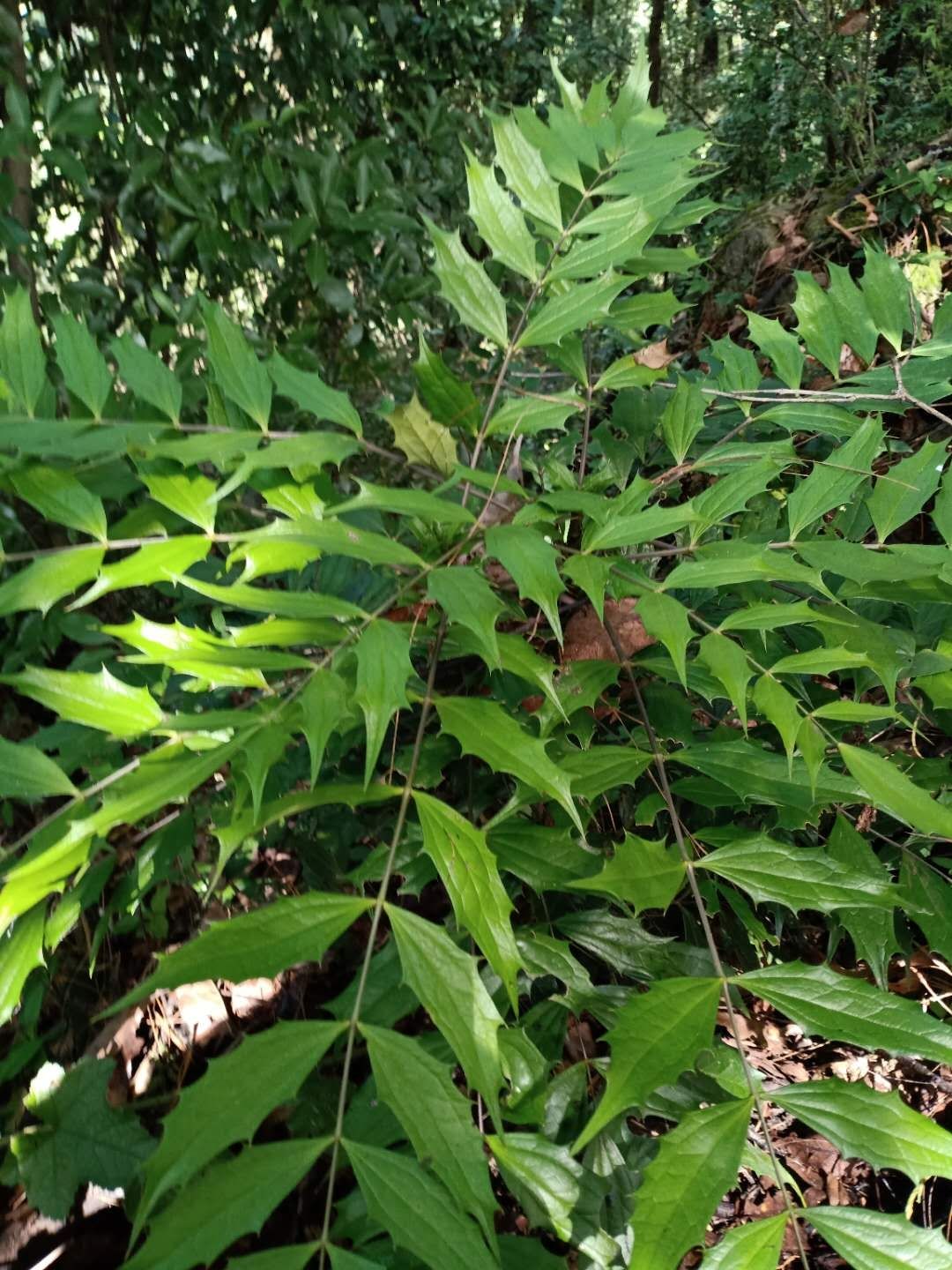 中药材十大功劳 