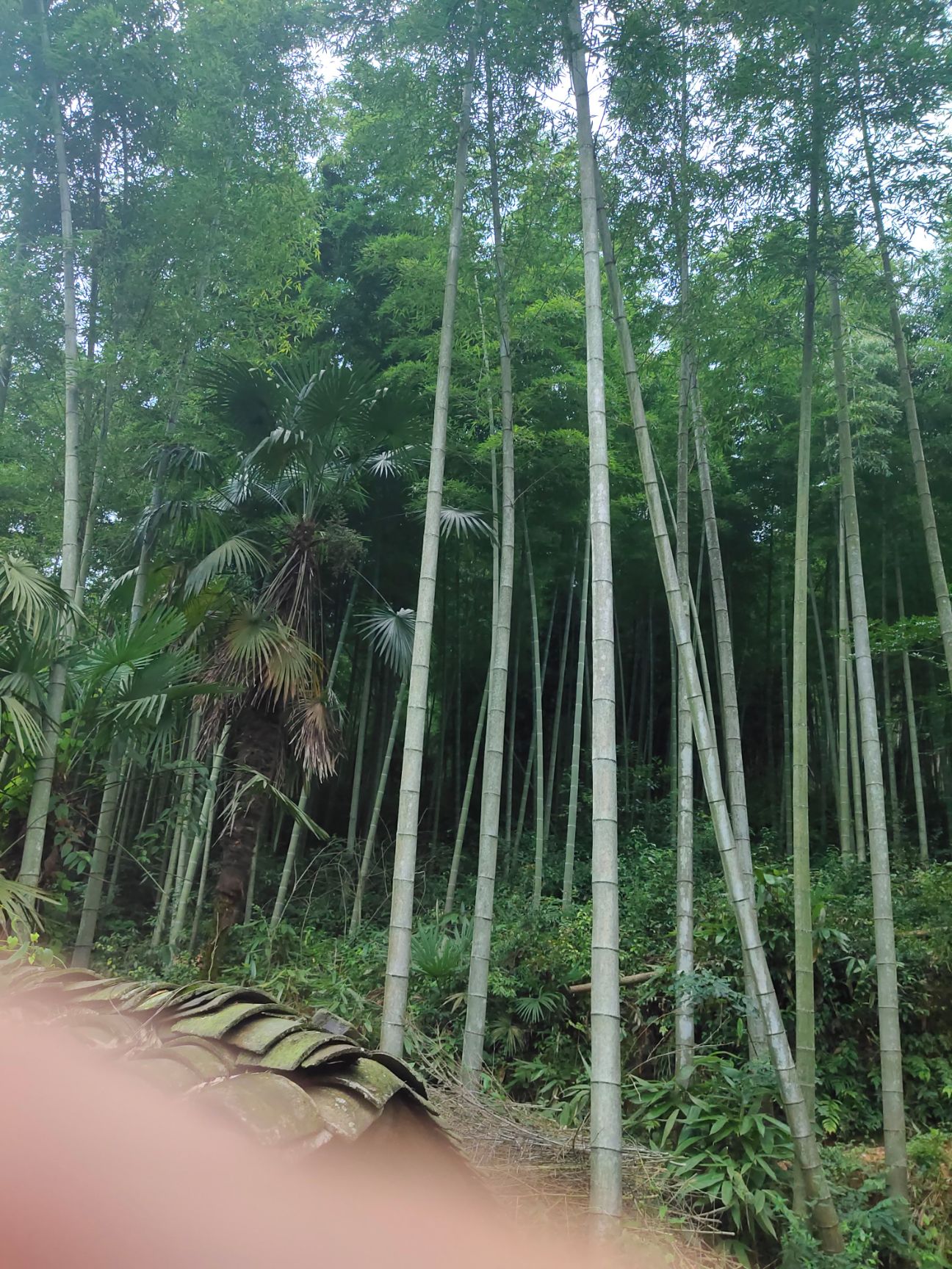毛竹 
