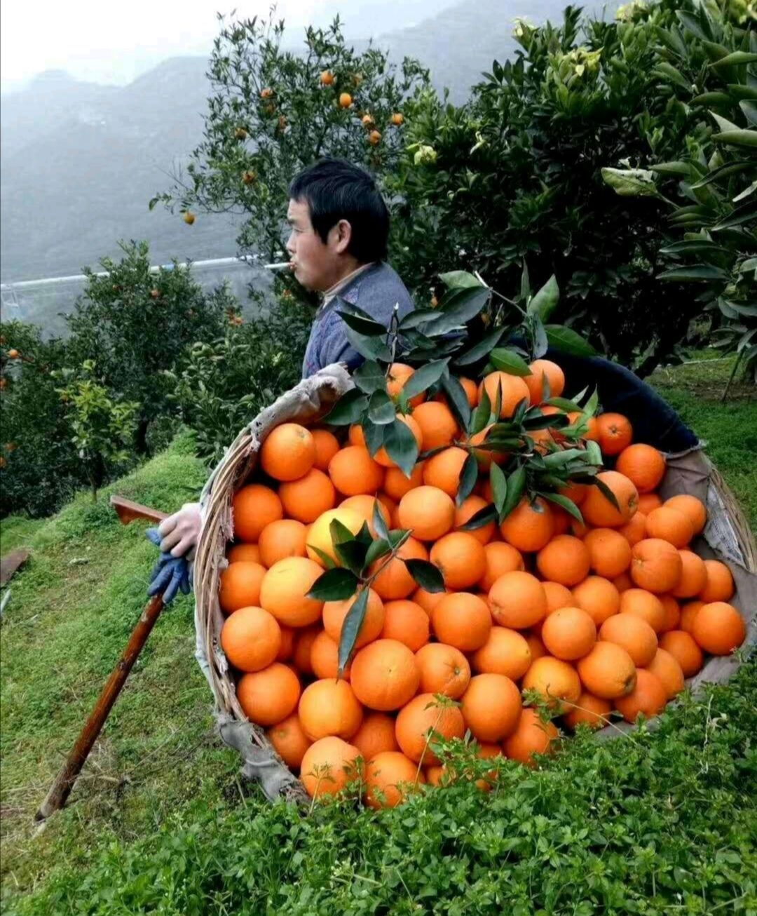 九月红果冻橙.70以上大果现採现发果园看货订货口感甜货源充足