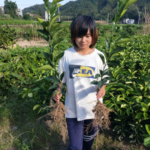 安远县纽荷尔脐橙苗 赣南脐橙纽荷尔