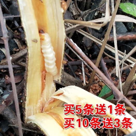 安龙县 贵州斗米虫云实树蛀虫50条起批