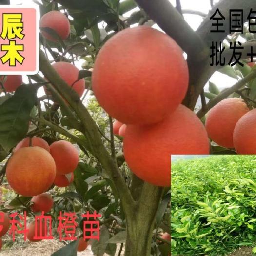 简阳市塔罗科血橙苗  高度30公分起统苗