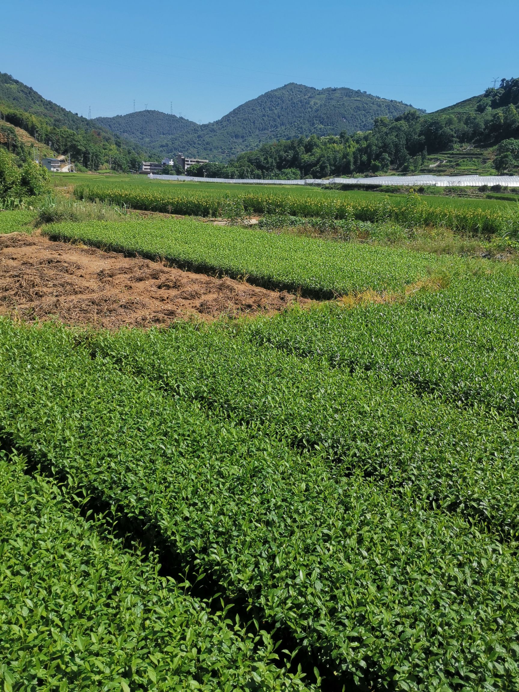 金牡丹茶苗 無(wú)性系扦插繁殖濃香型茶樹(shù)苗