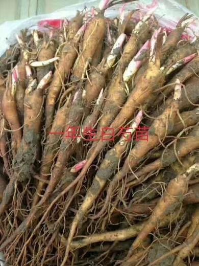 曲沃县白芍种苗 一年二年白芍苗大量出售中