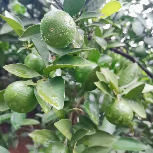 蜜桔 新余蜜橘皮薄肉厚，汁多化渣，表面光滑无疤痕，